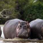 boucar-hippopotames