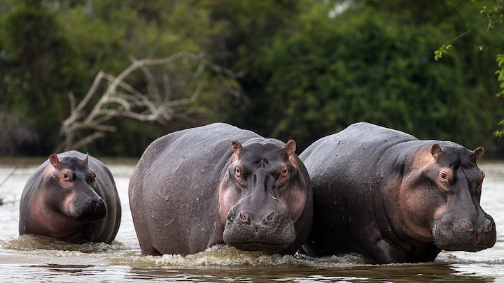 Maï-Ndombe : trois morts dans des attaques d’hippopotames sur la rivière Kasaï