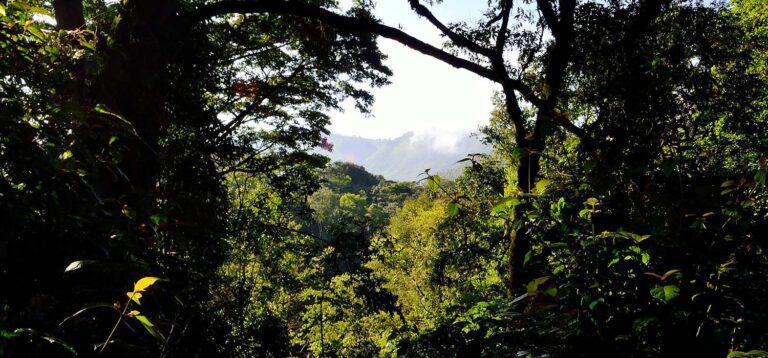 Walikale : Décapitation d’un homme à Katanga, la peur s’installe dans l’agglomération