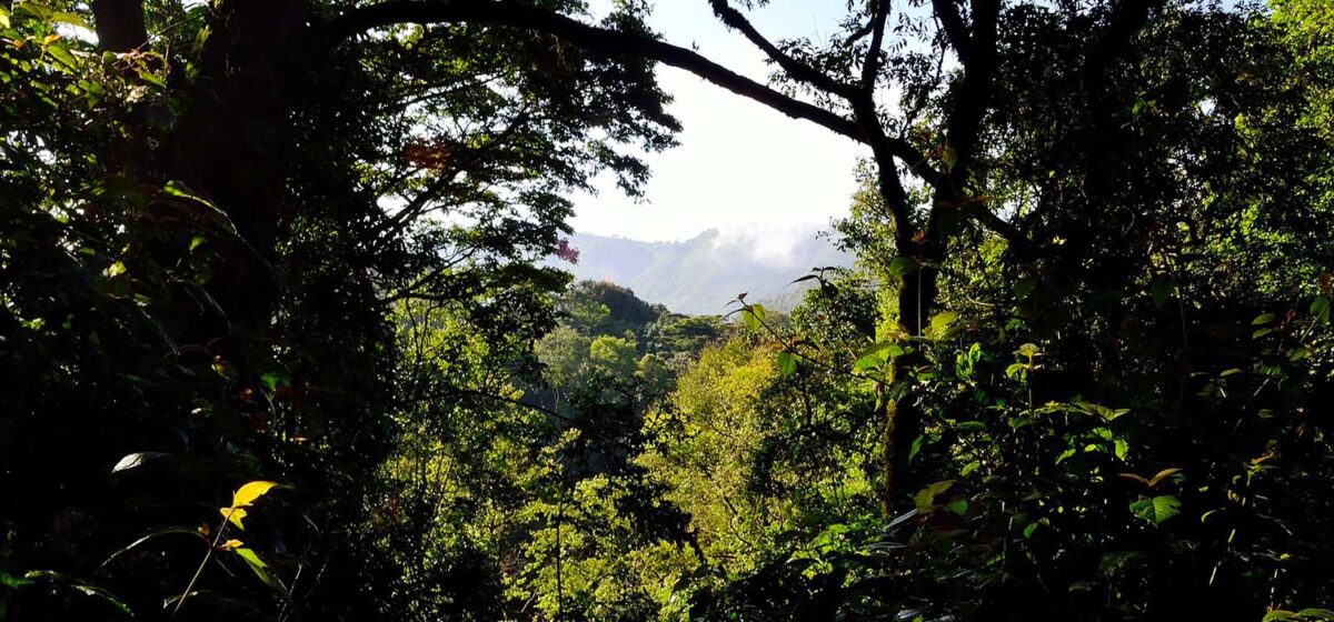 foret ppi