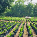 Miluna_Pepiniere_Palmier-Huile_DR_9967