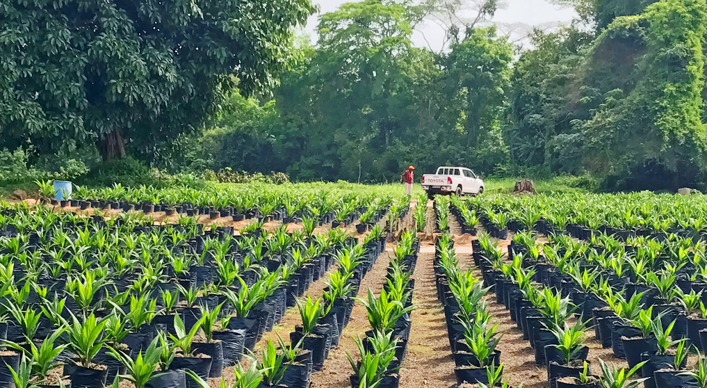 Kasaï Central : le BAB accuse DEM de bloquer le Programme Volontariste Agricole 2 Miluna Pepiniere Palmier Huile DR 9967
