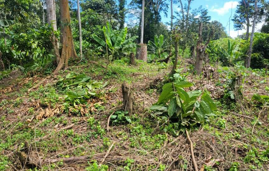 Mambasa : La jeunesse des Bombo alerte sur des violations répétées attribuées aux gardes de la Réserve de faune à Okapi 3 17194