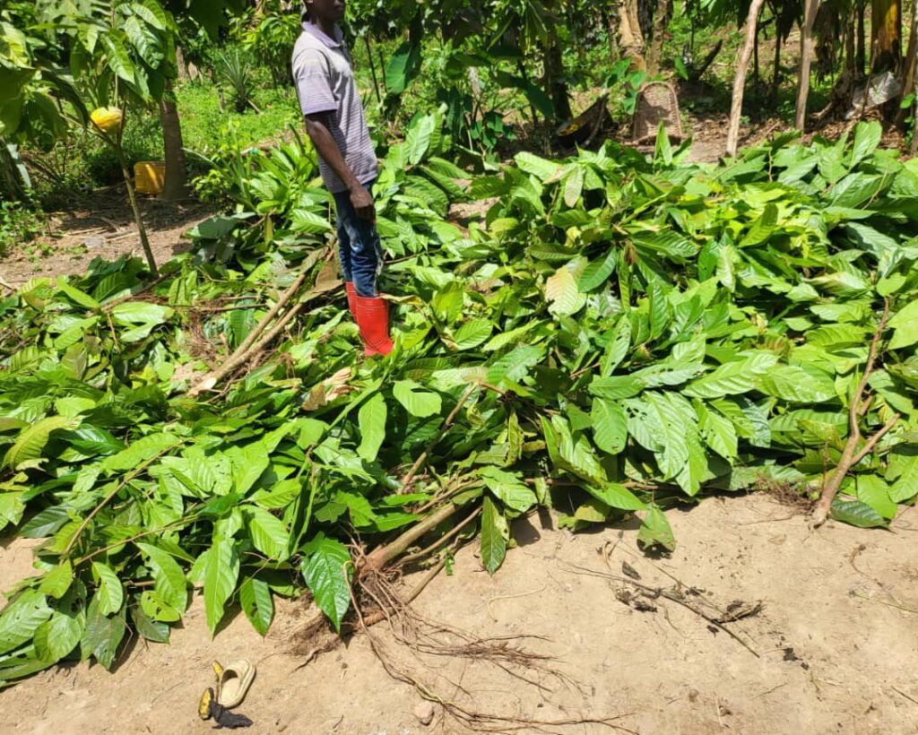 Mambasa : La jeunesse des Bombo alerte sur des violations répétées attribuées aux gardes de la Réserve de faune à Okapi 4 17195