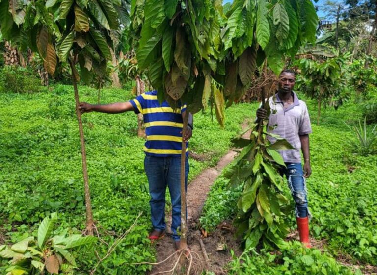 Mambasa : La jeunesse des Bombo alerte sur des violations répétées attribuées aux gardes de la Réserve de faune à Okapi