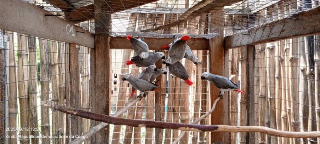 Maniema : La Fondation Lukulu relâche 32 perroquets gris saisis aux braconniers 2 149291
