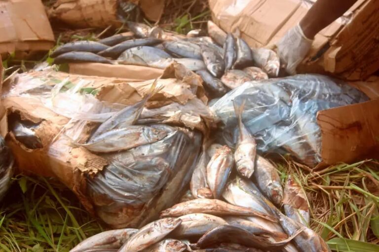Kongo Central : 50 cartons de poissons chinchards périmés saisis et incinérés à MingadiSanté publique en alerte dans le territoire de Kasangulu.
