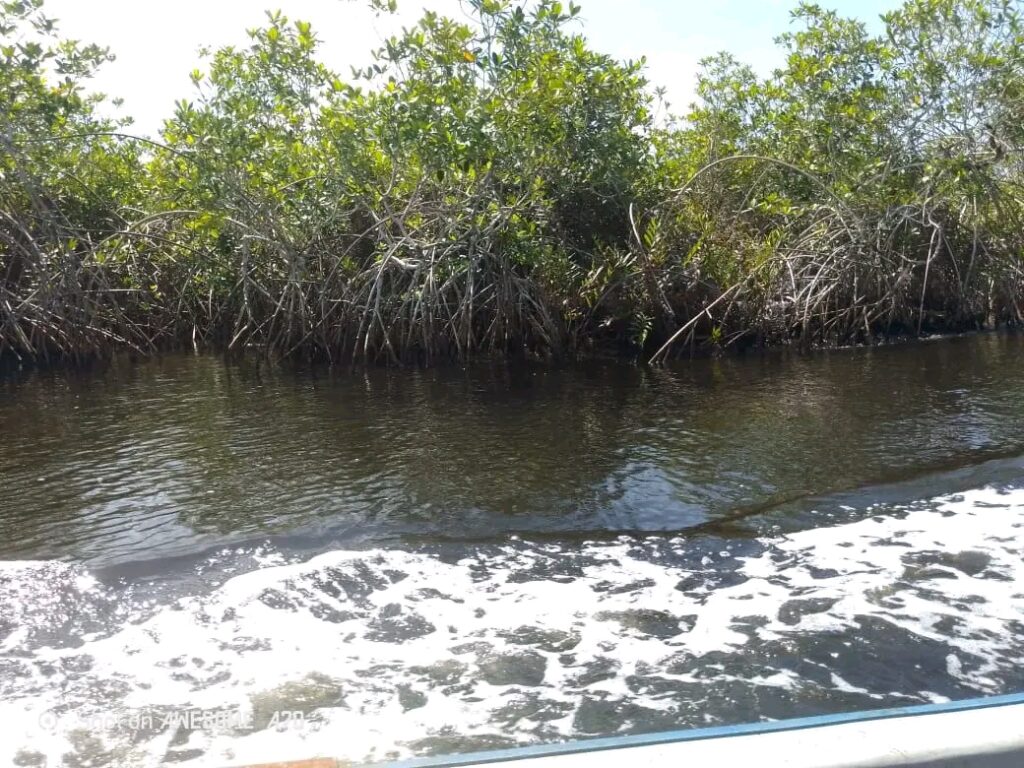 Kongo Central : la population mobilisée pour sauver la forêt des mangroves 2 667561