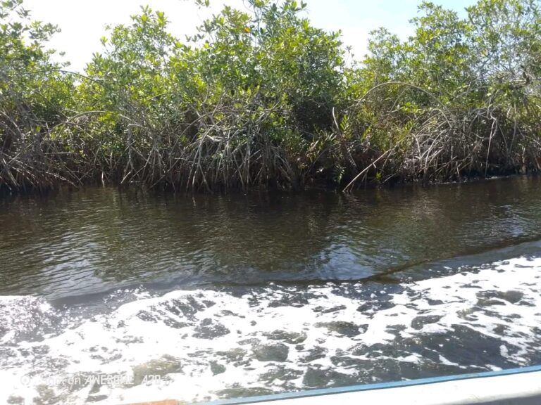 Kongo Central : la population mobilisée pour sauver la forêt des mangroves
