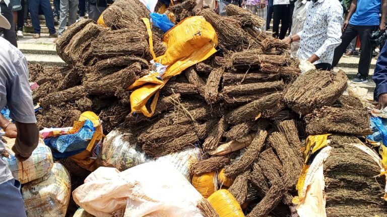 Kasaï Central : une incinération de chanvre en public relance le débat sur la transparence